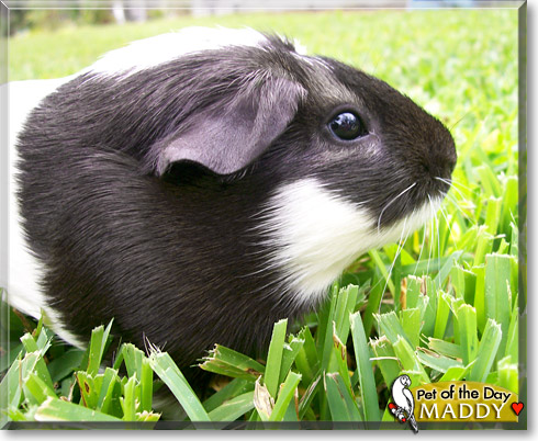 Maddy, the Pet of the Day Maddy, the Pet of the Day