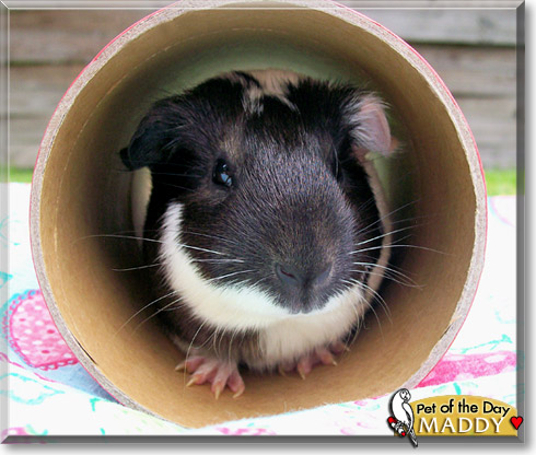 Maddy, the Pet of the Day Maddy, the Pet of the Day