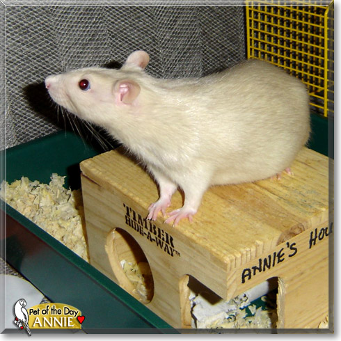 Annie, the Pet of the Day Annie, the Pet of the Day