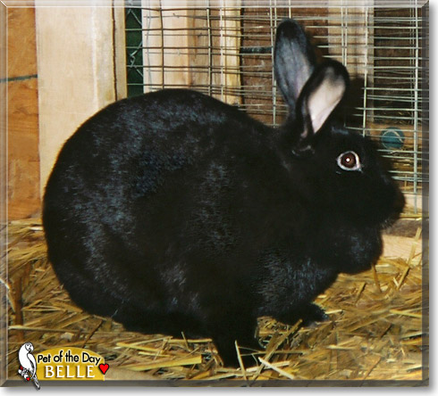 Belle, the Pet of the Day