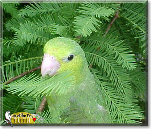 Tutii, the Pet of the Day