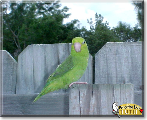 Tutii, the Pet of the Day Tutii, the Pet of the Day