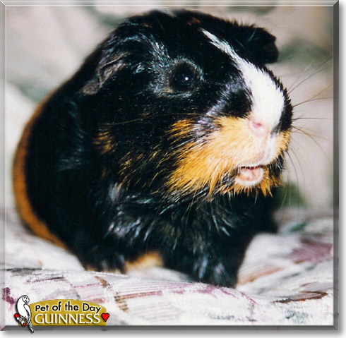 Guinness, the Pet of the Day Guinness, the Pet of the Day