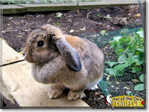 Truffle, the Pet of the Day Truffle, the Pet of the Day