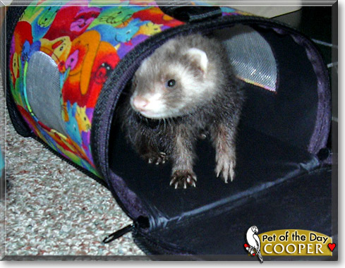 Cooper, the Pet of the Day Cooper, the Pet of the Day