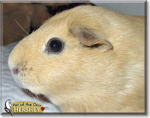 Hershey, the Pet of the Day