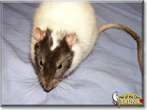 Skunk, the Pet of the Day Skunk, the Pet of the Day