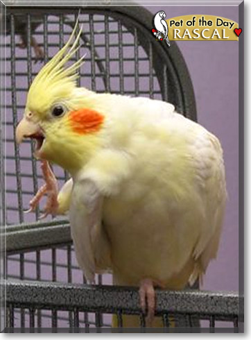 Rascal, the Pet of the Day