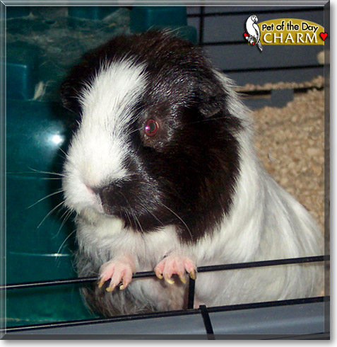 Charm, the Pet of the Day