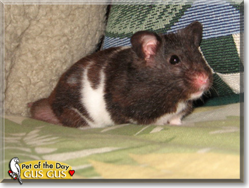 Gus Gus, the Pet of the Day Gus Gus, the Pet of the Day