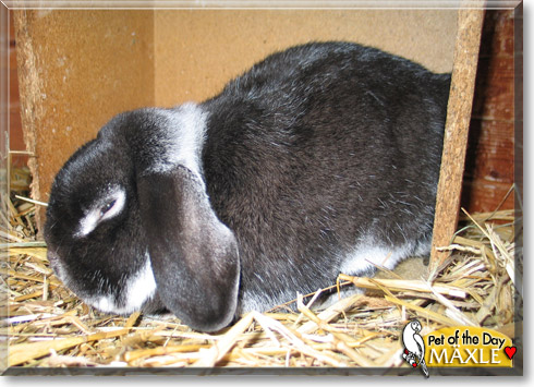 Mäxle, the Pet of the Day