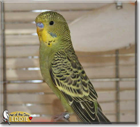 Eddie, the Pet of the Day