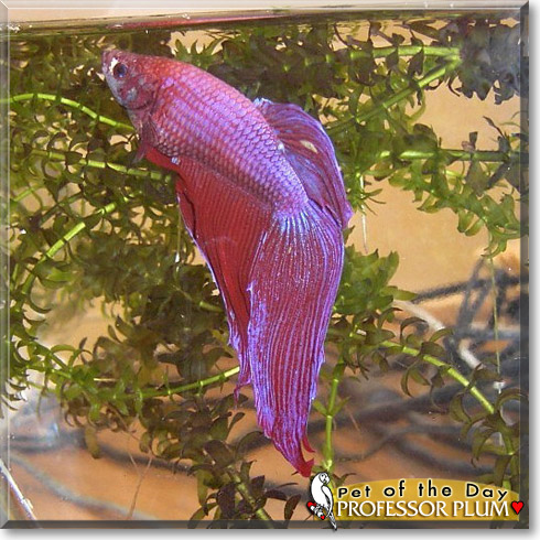 Professor Plum, the Pet of the Day Professor Plum, the Pet of the Day