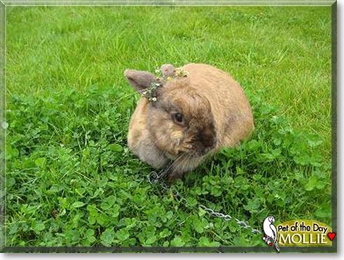 Mollie, the Pet of the Day