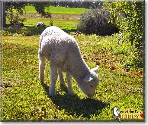 Buddy, the Pet of the Day Buddy, the Pet of the Day