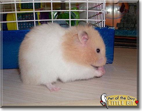 Little Bit, the Pet of the Day Little Bit, the Pet of the Day