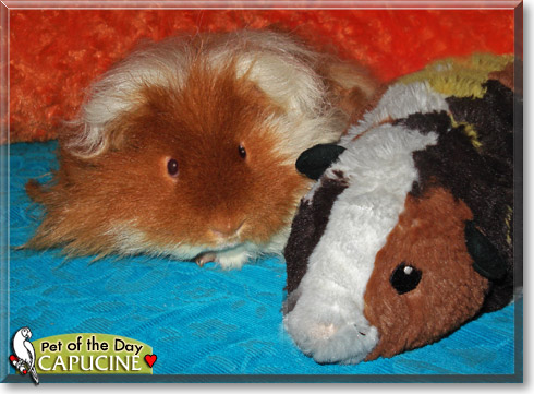 Capucine, the Pet of the Day
