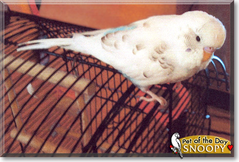 Snoopy, the Pet of the Day Snoopy, the Pet of the Day
