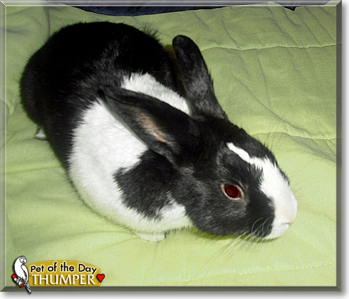 Thumper, the Pet of the Day