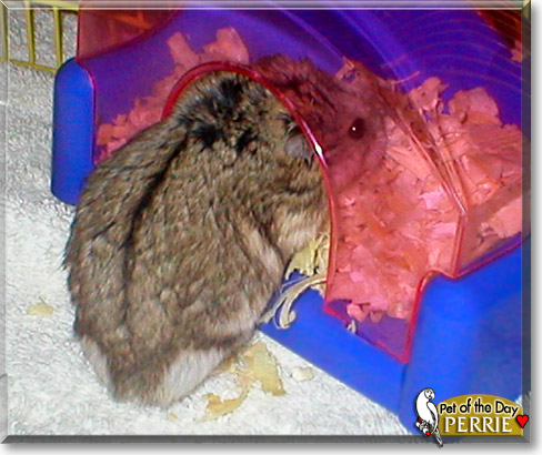 Perrie, the Pet of the Day