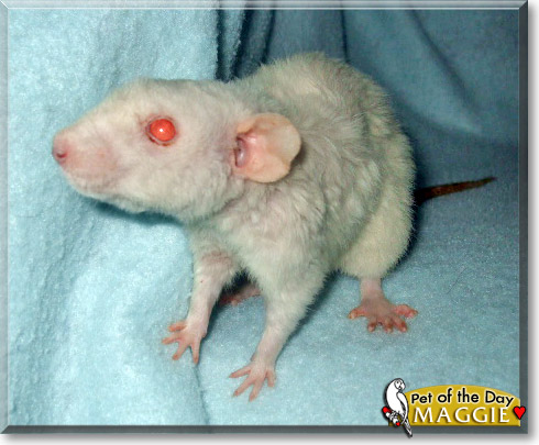 Maggie, the Pet of the Day Maggie, the Pet of the Day