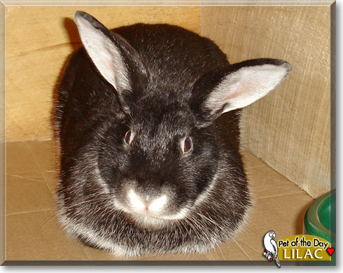Lilac, the Pet of the Day Lilac, the Pet of the Day