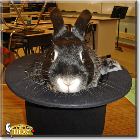 Lilac, the Pet of the Day Lilac, the Pet of the Day
