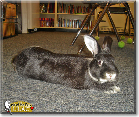 Lilac, the Pet of the Day Lilac, the Pet of the Day