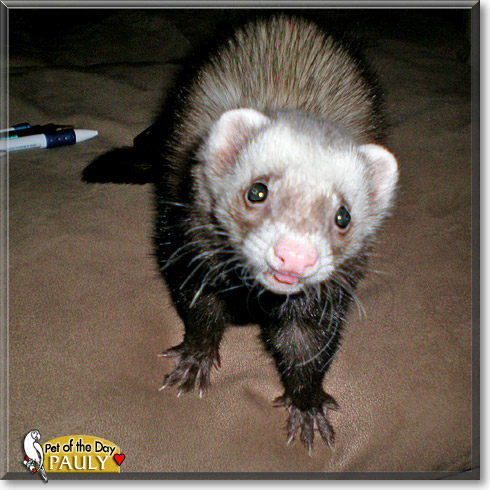 Pauly, the Pet of the Day Pauly, the Pet of the Day