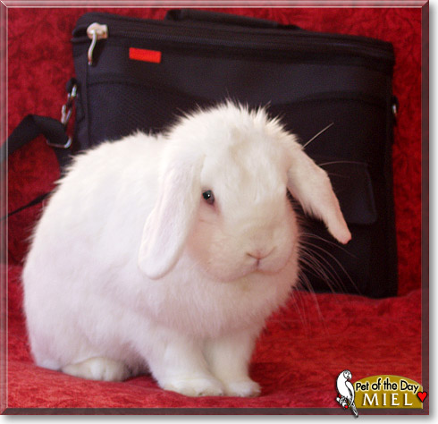 Miel, the Pet of the Day