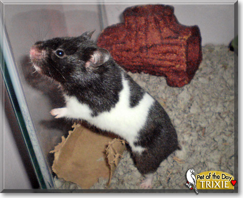 Trixie, the Pet of the Day Trixie, the Pet of the Day