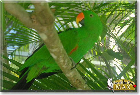 Max, the Pet of the Day Max, the Pet of the Day