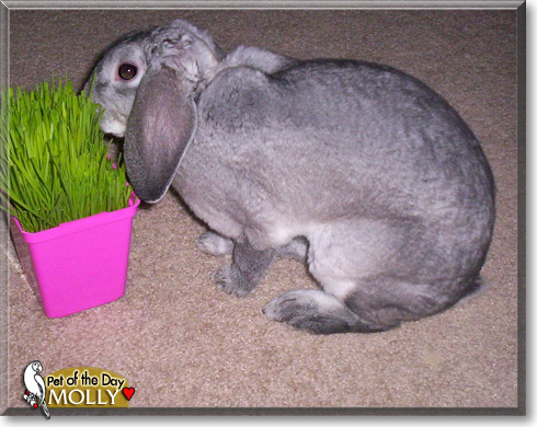 Molly, the Pet of the Day