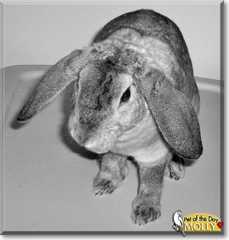 Molly, the Pet of the Day