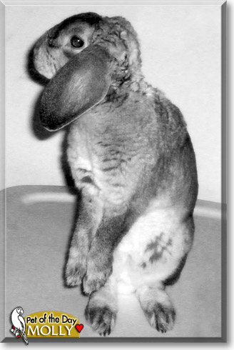 Molly, the Pet of the Day