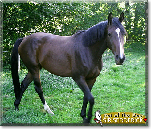 Sir Sedderick, the Pet of the Day