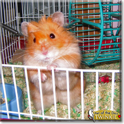 Twinkie, the Pet of the Day Twinkie, the Pet of the Day
