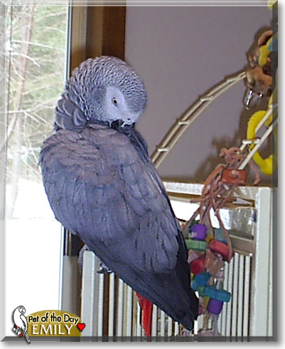 Emily, the Pet of the Day
