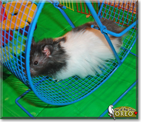 Oreo, the Pet of the Day Oreo, the Pet of the Day