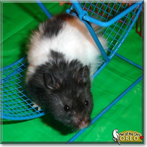 Oreo, the Pet of the Day Oreo, the Pet of the Day