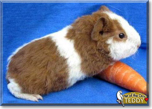 Teddy, the Pet of the Day