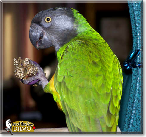 Djimo, the Pet of the Day