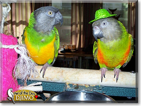 Djimo, the Pet of the Day