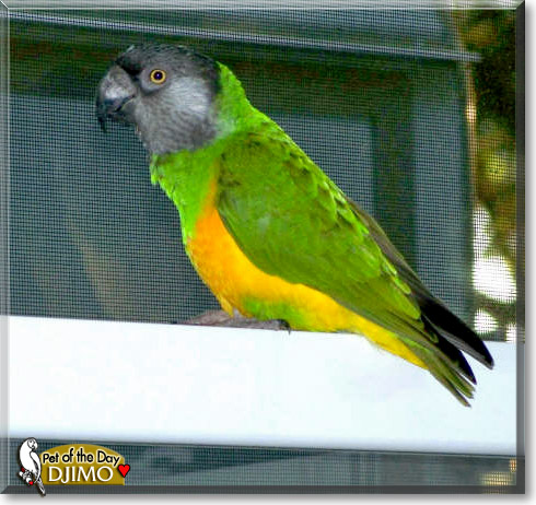 Djimo, the Pet of the Day