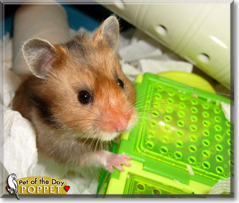 Poppet, the Pet of the Day Poppet, the Pet of the Day