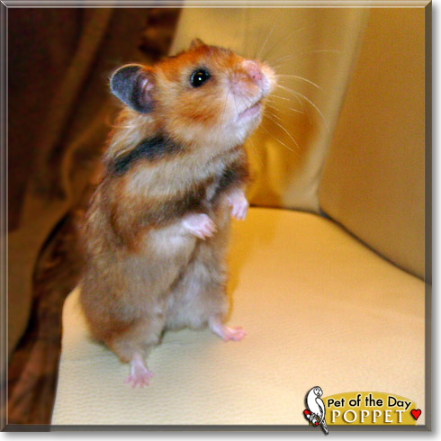 Poppet, the Pet of the Day Poppet, the Pet of the Day