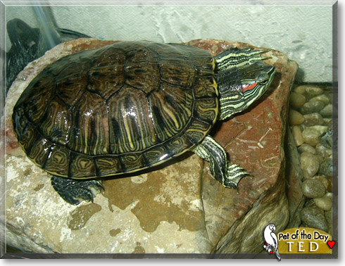 Ted, the Pet of the Day