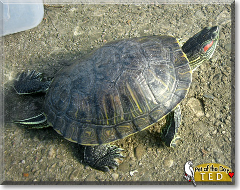 Poppet, the Pet of the Day