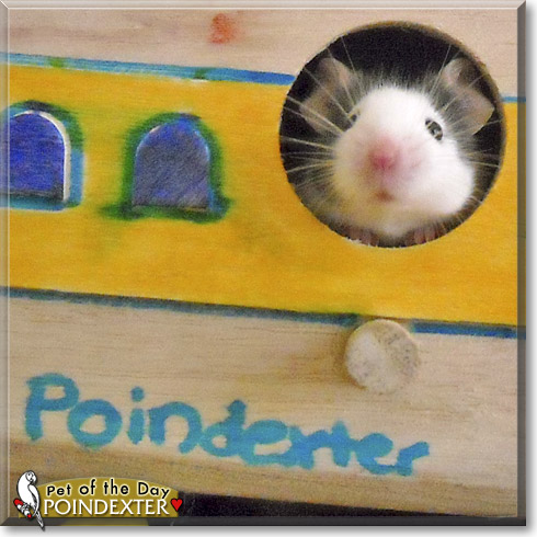 Poindexter, the Pet of the Day Poindexter, the Pet of the Day