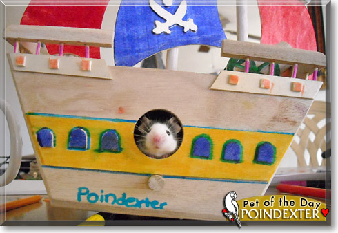 Poindexter, the Pet of the Day Poindexter, the Pet of the Day